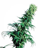 (Bild für) Early Pearl Regular Seeds - 10