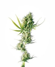 Durban Regular Seeds - 10