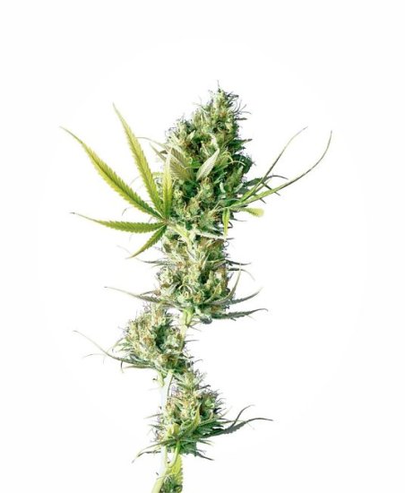 Durban Regular Seeds - 10