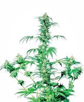 (Bild für) Early Girl Regular Seeds - 10