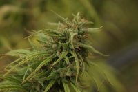 Neville'S Skunk Regular Seeds - 18