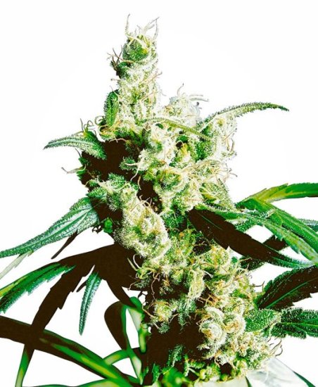 Silver Haze Regular Seeds - 10