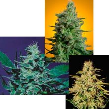 (Bild für) Sativa Champion Pack Feminised Seeds - 6