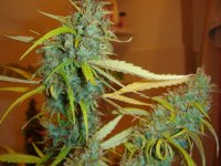 Angel Heart (Mango Haze X Afghan Skunk) Regular Seeds - 18
