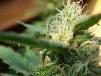 Angel'S Breathe (Mango Haze X Afghan Haze) Regular Seeds - 18