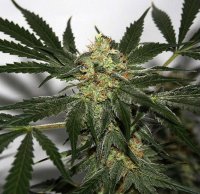 Early Queen X Afghan Haze (Early Haze) Regular Seeds - 18