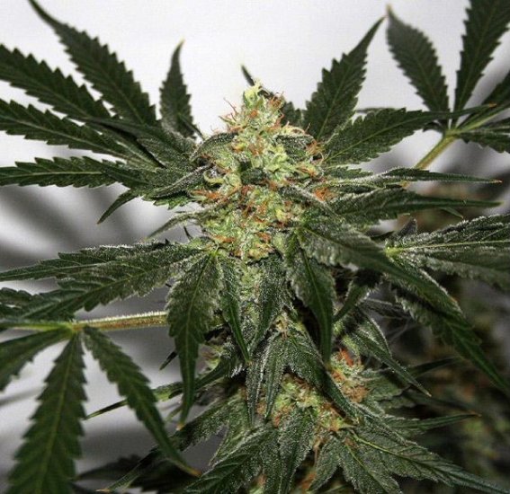 Early Queen X Afghan Haze (Early Haze) Regular Seeds - 18