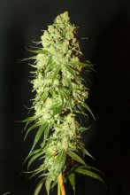 (Bild für) Cannatonic Regular Seeds - 10