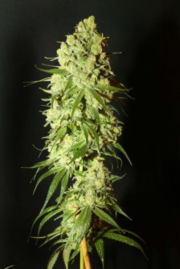 (Bild für) Cannatonic Regular Seeds - 10