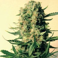 Critical Skunk Regular Seeds - 18