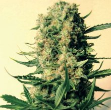 Critical Skunk Regular Seeds - 18