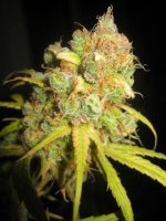 NL5 X Afghan Regular Seeds - 18