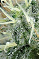 NL5 X Haze Regular Seeds - 18