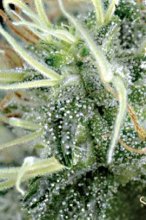 NL5 X Haze Regular Seeds - 18