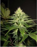 NL5 X Skunk Regular Seeds - 18