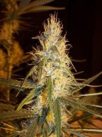 Pink Floyd Regular Seeds - 18