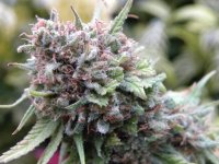 The Cure Regular Seeds - 18