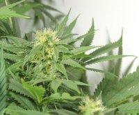 Nordle (Afghan Skunk) Regular Seeds - 18