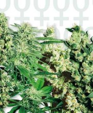 Mixed Feminised Seeds - 20