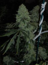 Deadhead OG Feminised Seeds - 6