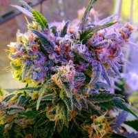 Aurora Indica Feminised Seeds - 5