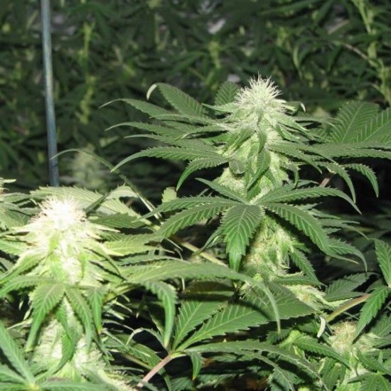 Blackberry Feminised Seeds - 5