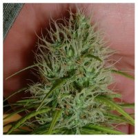 Chrystal Feminised Seeds - 5