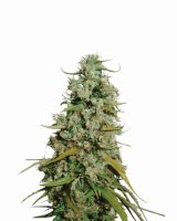 Hawaii Maui Waui Feminised Seeds - 5