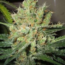 Pure Power Plant Feminised Seeds - 5