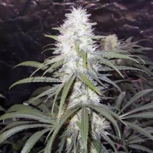 Sterling Haze Feminised Seeds - 5