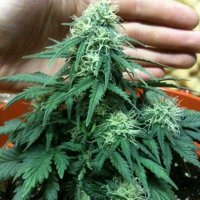 Short Rider Auto Feminised Seeds - 5