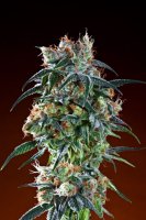 Bay 11 Regular Seeds - 10