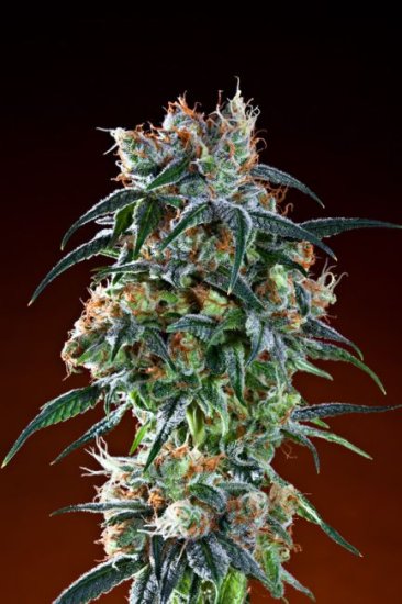 Bay 11 Regular Seeds - 10