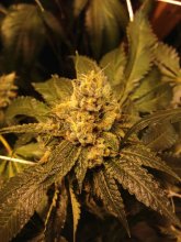 Ken'S OG Kush Regular Seeds - 10
