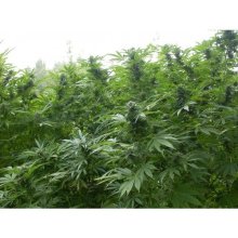 Biddy Early Regular Seeds - 11
