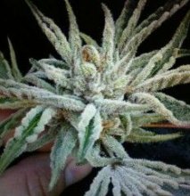 Buddha Tahoe OG Feminised Seeds - 6