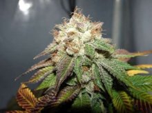 Pre98 Bubba BX2 Feminised Seeds - 6