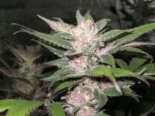 Purple Chem Feminised Seeds - 6