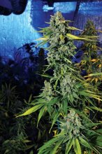 Blue Dream Haze Feminised Seeds - 6
