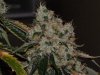(Bild für) Chem 91 Regular Seeds