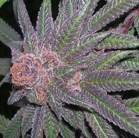 Purple Wreck Regular Seeds - 10