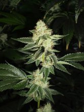 Louis XIII OG Feminised Seeds - 6