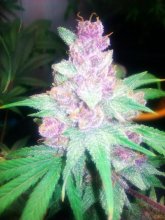 Grape Kush Feminised Seeds - 6