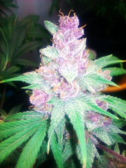 Grape Kush Feminised Seeds - 6