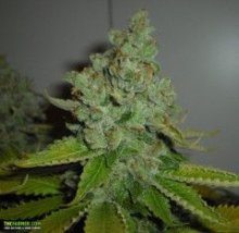 SFV OG Kush Feminised Seeds - 6