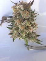 Phantom Kush Regular Seeds - 10