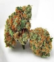 Kendawg Regular Seeds - 10