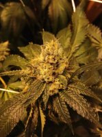 Grandpa Larry Regular Seeds - 10