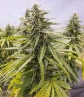 Flower Child Regular Seeds - 10