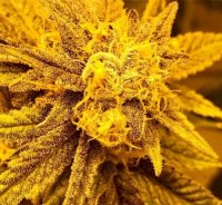 Purple Champagne Regular Seeds - 10
